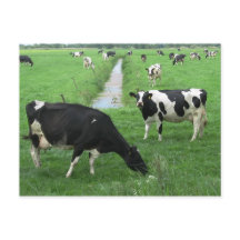 Dairy Cows Postcard