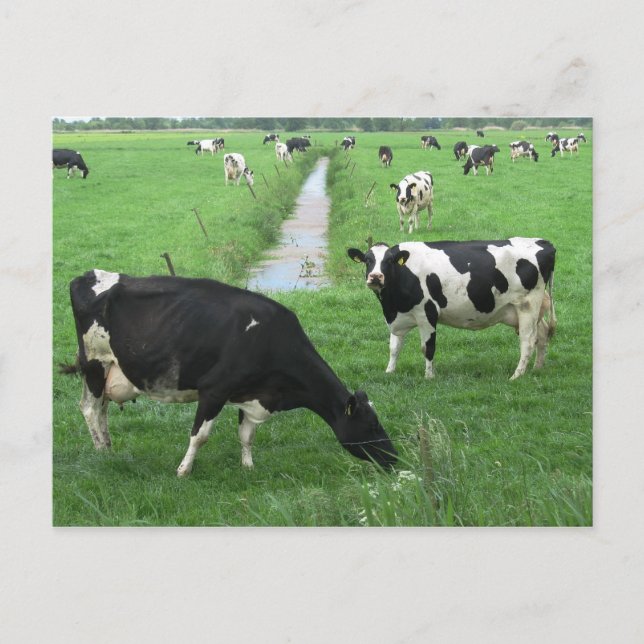 Dairy Cows Postcard (Front)