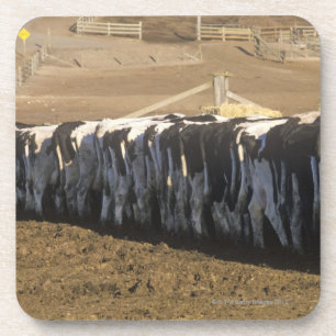 'Dairy farm at feeding time, Point Reyes, CA' Coaster