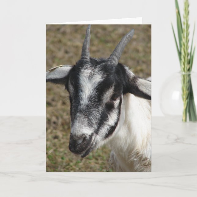 Dairy Goat Nanny Card (Front)