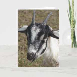 Dairy Goat Nanny Card