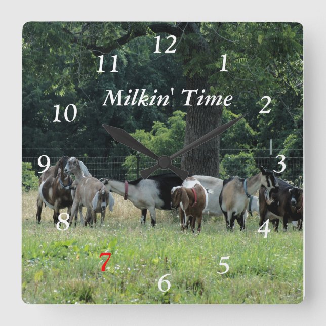 Dairy Goats Clock- customize-choose size Square Wall Clock (Front)