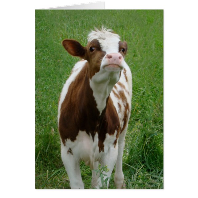 Dairy Milk Cow on the Farm (Front)