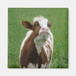 Dairy Milk Cow on the Farm Magnet
