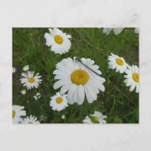 Daisées & Damselfly do-it-yourself carte postale