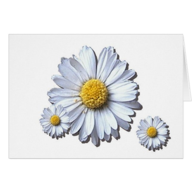 daisies (Front Horizontal)
