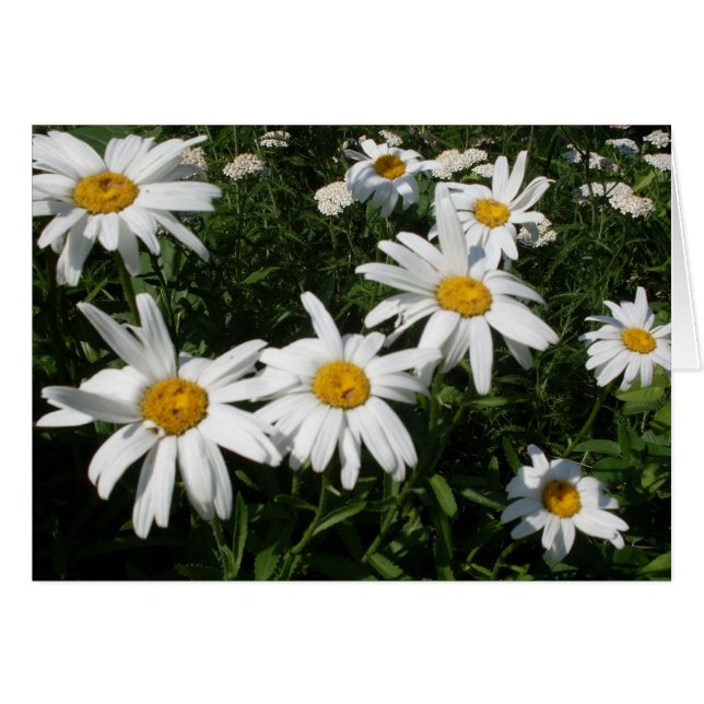 Daisies Blank Inside Personalize Card (Front Horizontal)