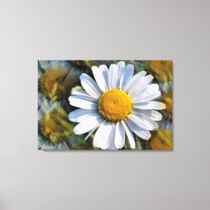 DAISIES CANVAS PRINT