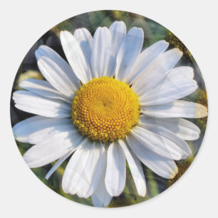 DAISIES CLASSIC ROUND STICKER