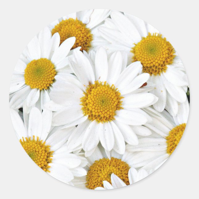 Daisies Classic Round Sticker (Front)