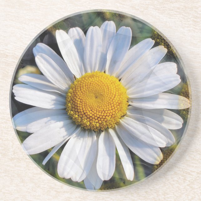 DAISIES COASTER (Front)