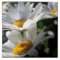 Daisies Daisy Flower Tile