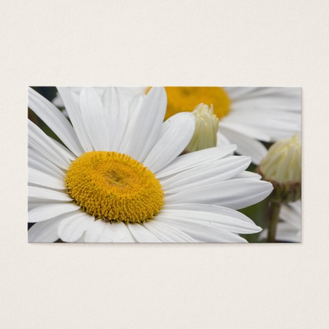 Daisies de Pretty (Devant)