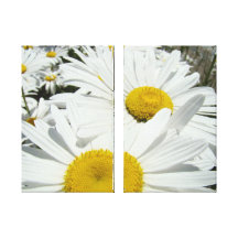 Daisies Flowers art prints White Daisy Stretched Canvas Prints
