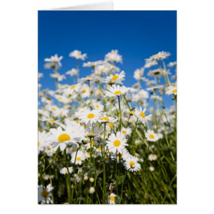 Daisies folded card