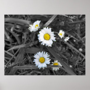 Daisies in Black White and Yellow Print