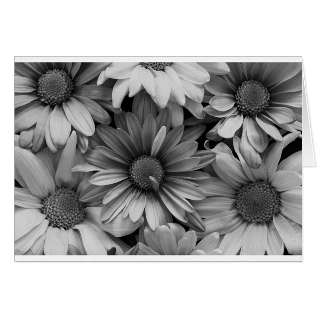 Daisies in Macro (Front Horizontal)