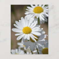 Daisies in Spring