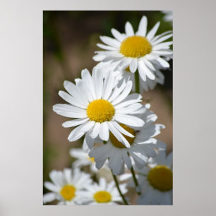 Daisies in Spring Poster