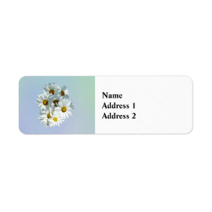 Daisies in Sunshine II