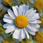 DAISIES JEWELRY BOX<br><div class="desc">A photographic design of multiple images of a little wild daisy.</div>