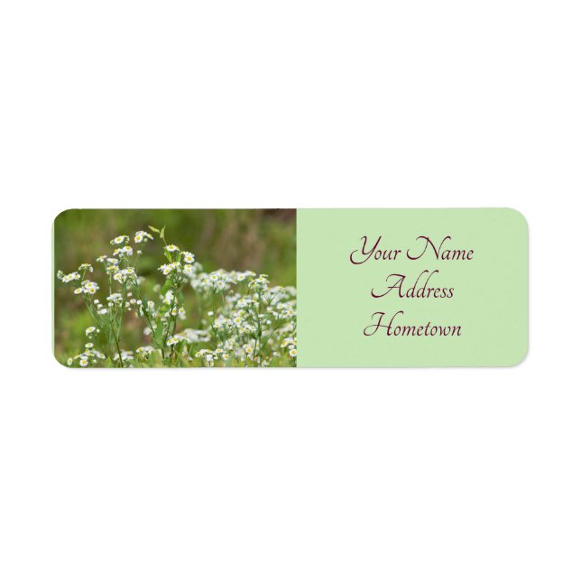Daisies Photo (Front)