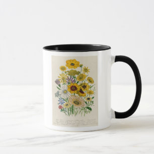 Daisies, plate 31 from 'The Ladies' Mug