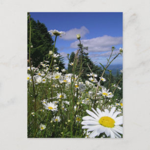 Daisies Postcard