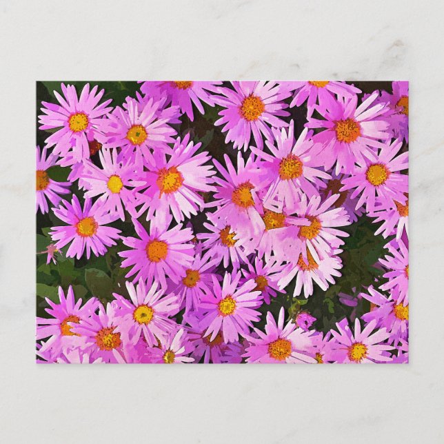 DAISIES POSTCARD (Front)