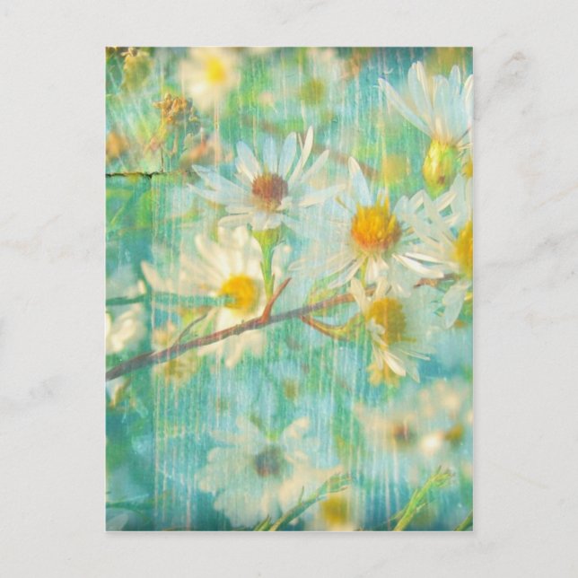 Daisies Postcard (Front)