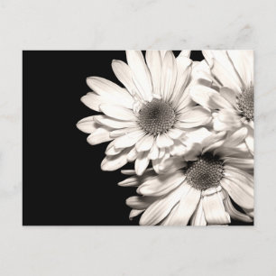 Daisies Postcard