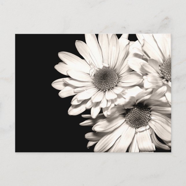 Daisies Postcard (Front)
