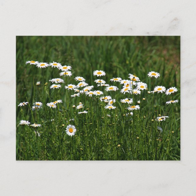 Daisies Postcard (Front)