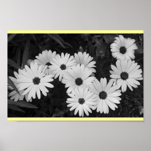 Daisies Poster (Front)