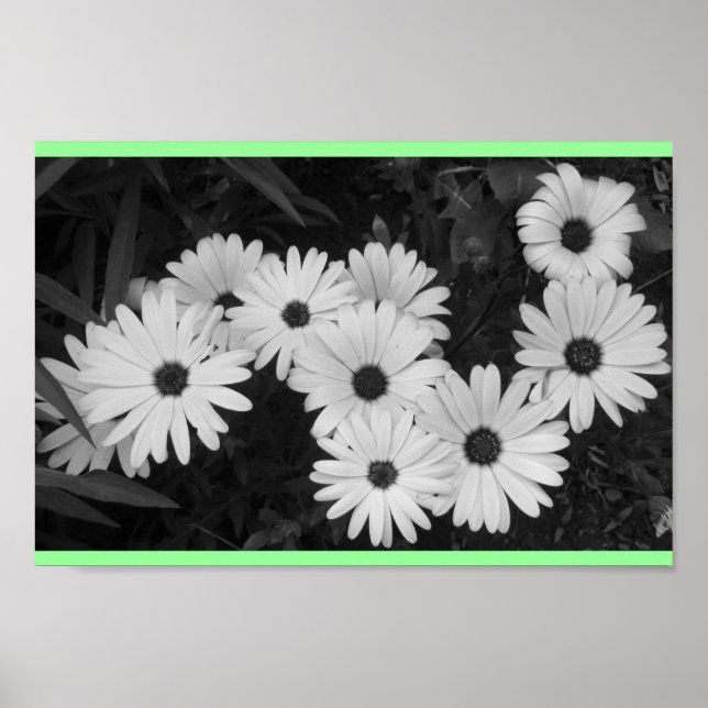 Daisies Poster (Front)