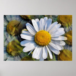 DAISIES POSTER