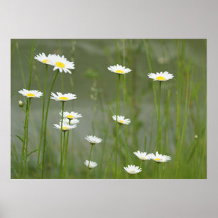 Daisies Poster