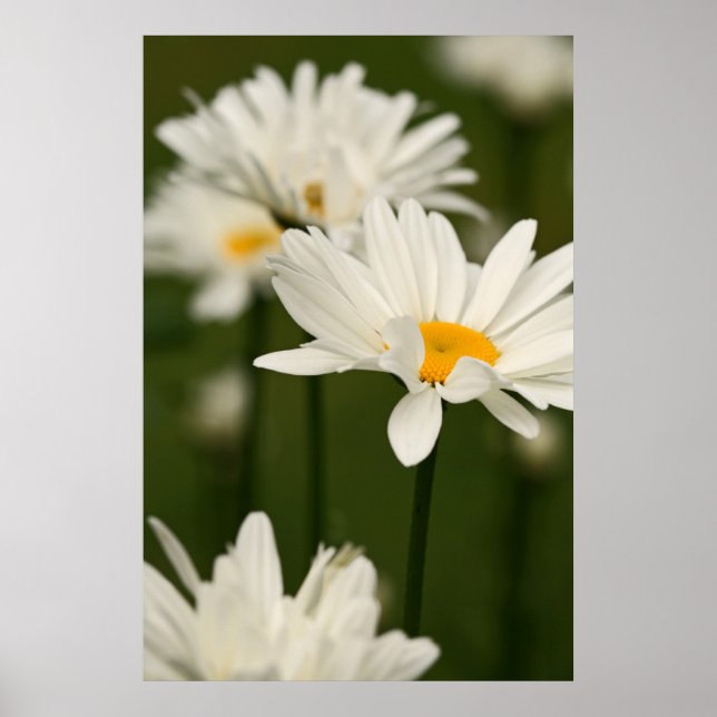 Daisies Poster (Front)