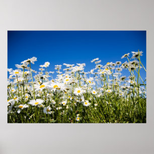 Daisies poster/canvas print