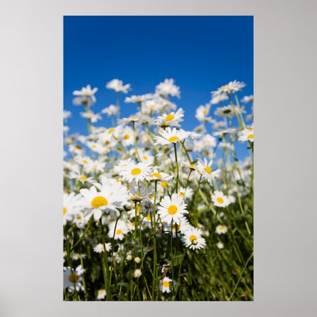 Daisies poster/canvas print (Front)