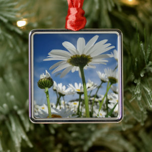Daisies Reaching for the Sky Metal Ornament