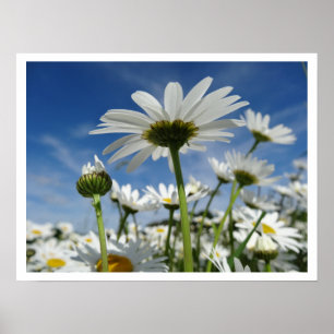 Daisies Reaching for the Sky Poster