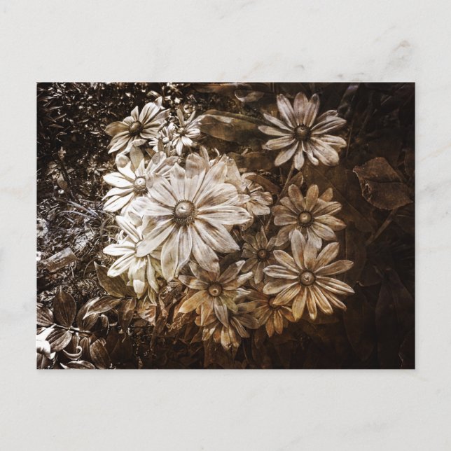 Daisies, Sepia, Grunge Postcard (Front)