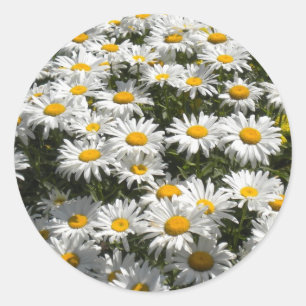 Daisies Stickers