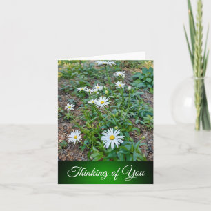 Daisies - Thinking of You Card