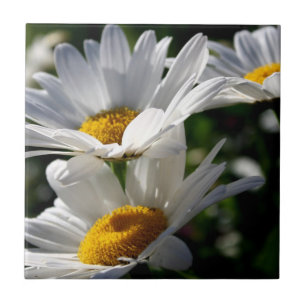 Daisies: Three White Daisies Tile