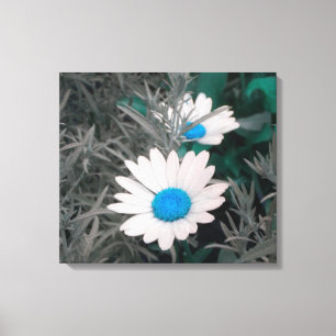 Daisies (w/Blue) Wrapped Canvas