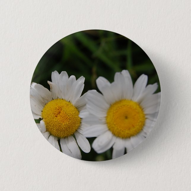 Daisies Won't Tell 2 Inch Round Button (Front)