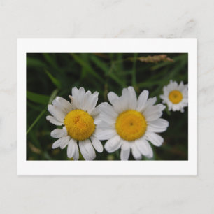 Daisies Won't Tell Postcard