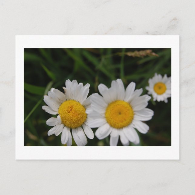 Daisies Won't Tell Postcard (Front)